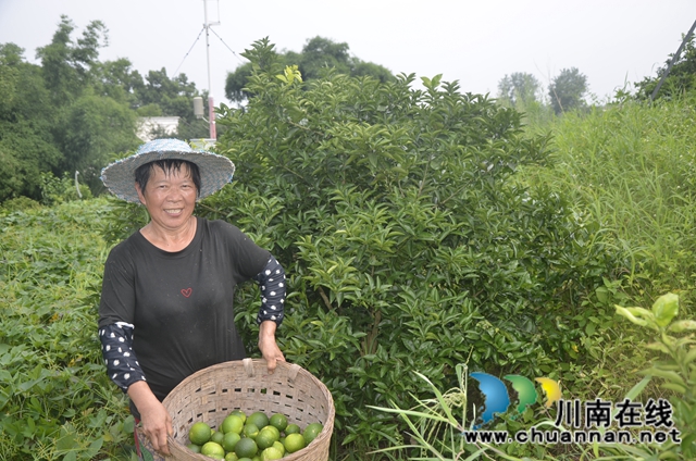 泸县太伏镇王湾村:“小青果”成致富“小金果”(图1)