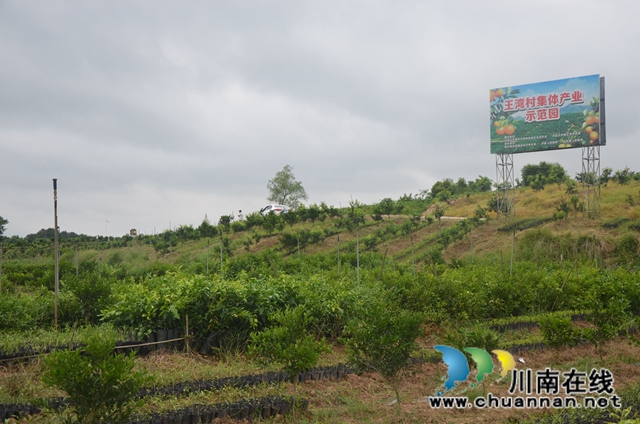 泸县太伏镇王湾村：党建引领夯基固本 “六联六强”，绘就善治乡村新画卷(图1)