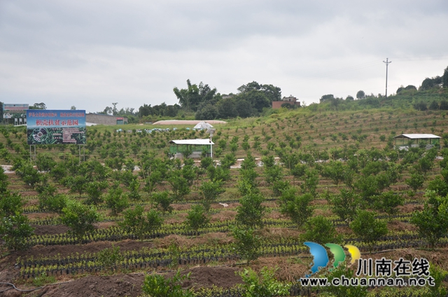泸县太伏镇王湾村：党建引领夯基固本 “六联六强”，绘就善治乡村新画卷(图2)
