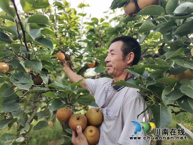 脱贫致富，一路有梨！泸县以购代扶化解贫困户农产品滞销困境 (图4)