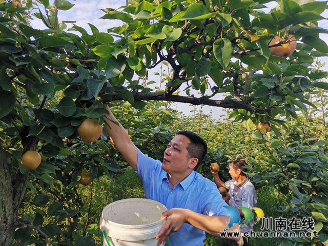 脱贫致富，一路有梨！泸县以购代扶化解贫困户农产品滞销困境 (图3)