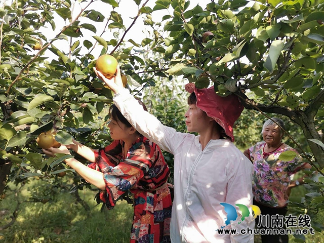 脱贫致富，一路有梨！泸县以购代扶化解贫困户农产品滞销困境 (图2)