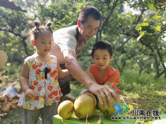 脱贫致富，一路有梨！泸县以购代扶化解贫困户农产品滞销困境 (图5)