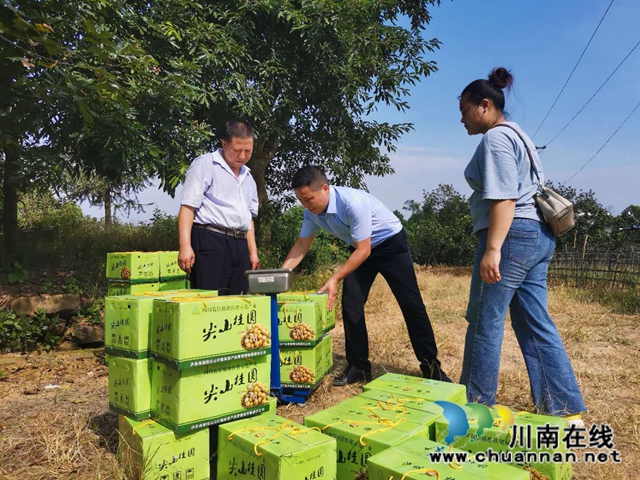脱贫致富，一路有梨！泸县以购代扶化解贫困户农产品滞销困境 (图7)