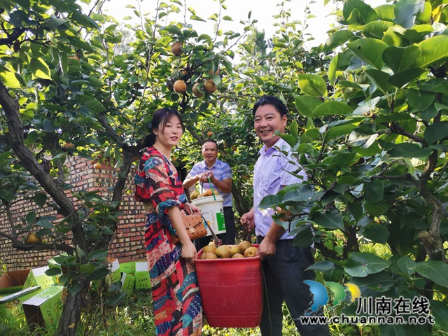 脱贫致富，一路有梨！泸县以购代扶化解贫困户农产品滞销困境 (图6)