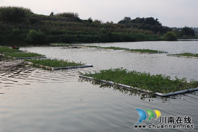 泸县云龙镇：规范水产养殖转向绿色化(图2)