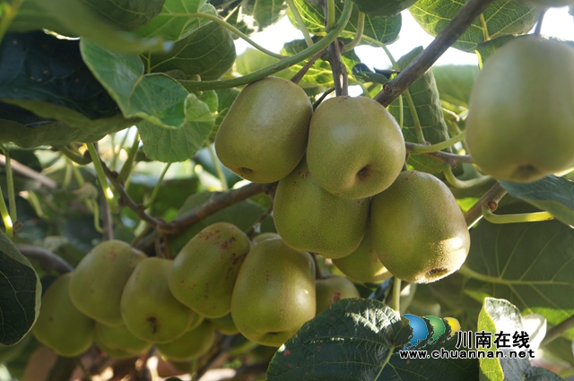 泸县立石镇：种下猕猴桃，收货“致富果”(图1)