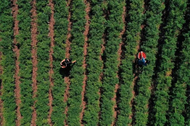 被新华社“相中”！内江这个“国”字号农产品红啦(图3)