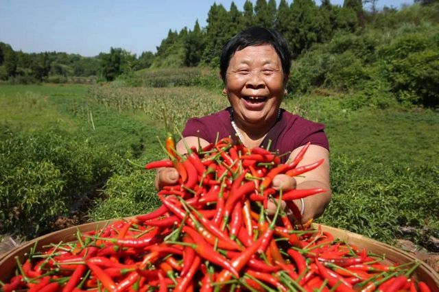 被新华社“相中”！内江这个“国”字号农产品红啦(图2)