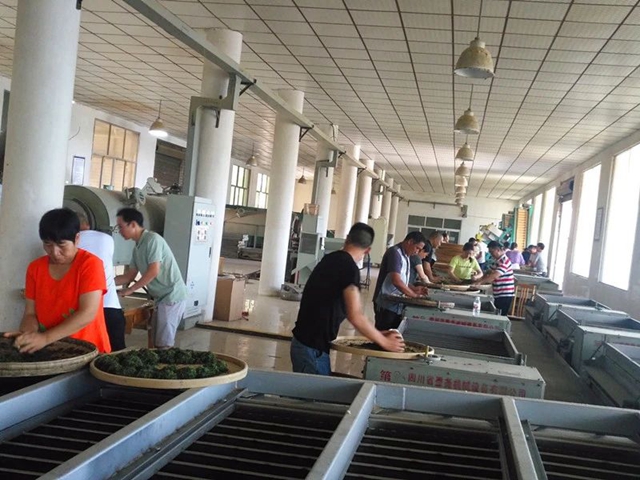 泸州市借智借力,提升红茶加工技术水平(图3) 泸州市借智借力,提升红茶加工技术水平(图3)