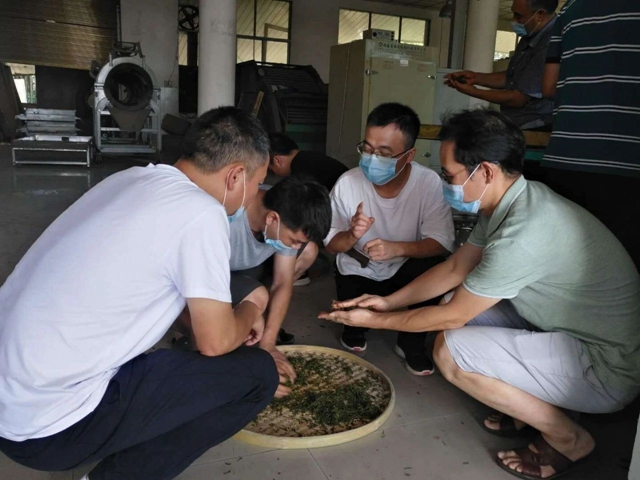 泸州市借智借力,提升红茶加工技术水平(图2) 泸州市借智借力,提升红茶加工技术水平(图2)