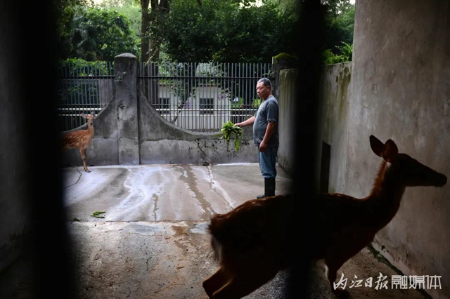 18年与虎为伴！内江这个专职“铲屎官”厉害了(图6)