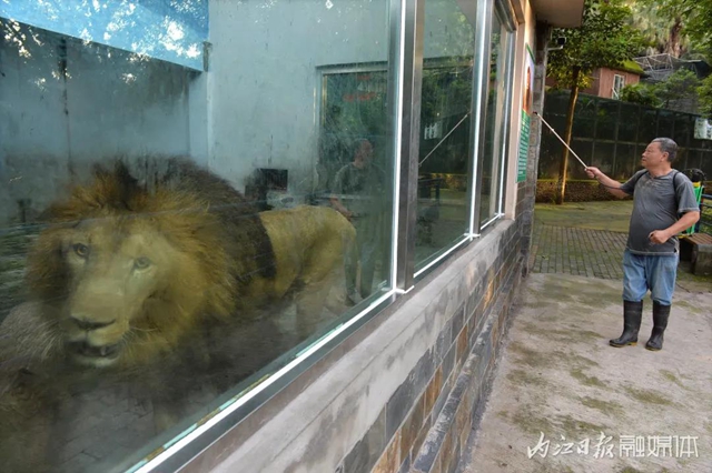 18年与虎为伴！内江这个专职“铲屎官”厉害了(图2)