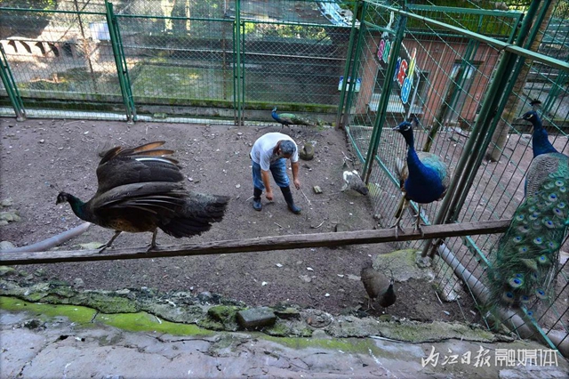 18年与虎为伴！内江这个专职“铲屎官”厉害了(图4)