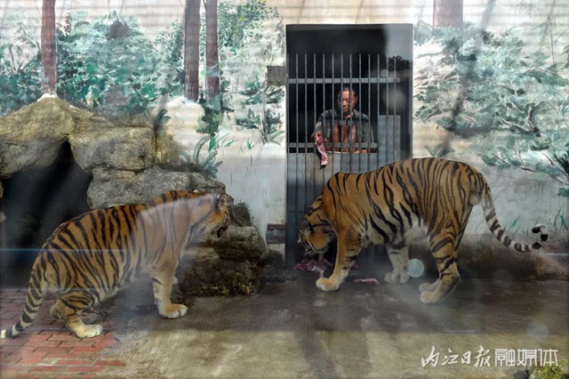 18年与虎为伴！内江这个专职“铲屎官”厉害了(图5)