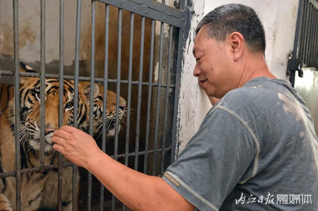 18年与虎为伴！内江这个专职“铲屎官”厉害了(图9)