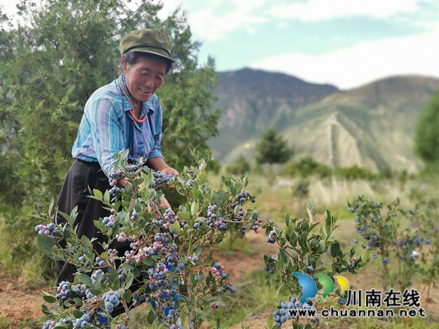 泸州援助乡城县打通脱贫增收的蓝莓通道(图3)