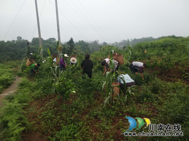 红高粱+红辣椒 泸县立石镇东林观村扶贫产业园映红脱贫路(图2)