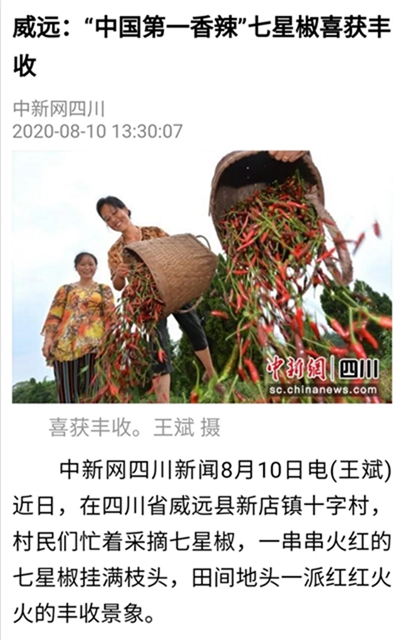 辣丝辣丝！内江产的这海椒“辣”到日本去了(图3)