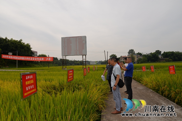 泸县123个水稻品种集中展示为农户科学选种(图1)