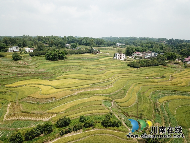 泸县太伏镇：3万亩稻田喜迎丰收，预计产量达2万吨(图1)