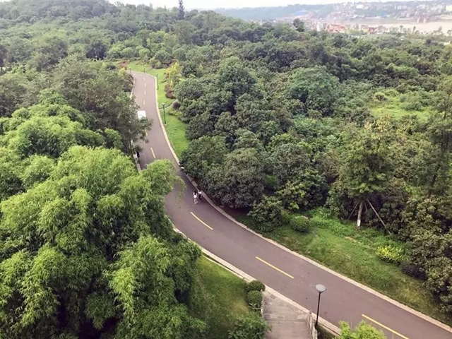 吃货们再等等！泸州桂圆即将大量上市(图3)