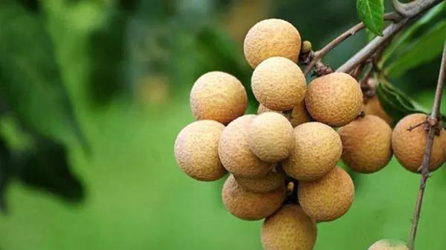 吃货们再等等！泸州桂圆即将大量上市(图4)