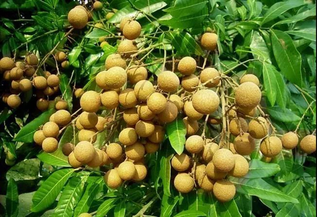 吃货们再等等！泸州桂圆即将大量上市(图5)