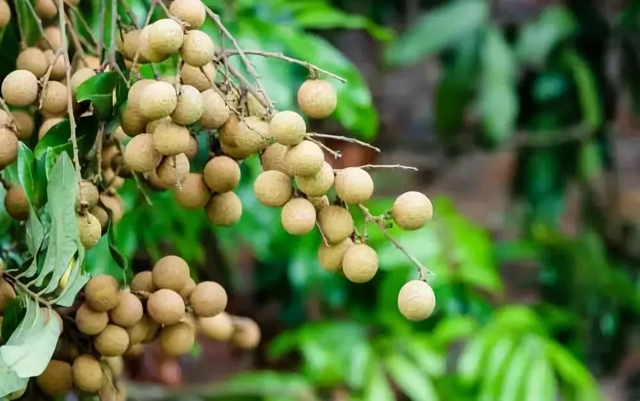 吃货们再等等！泸州桂圆即将大量上市(图6)