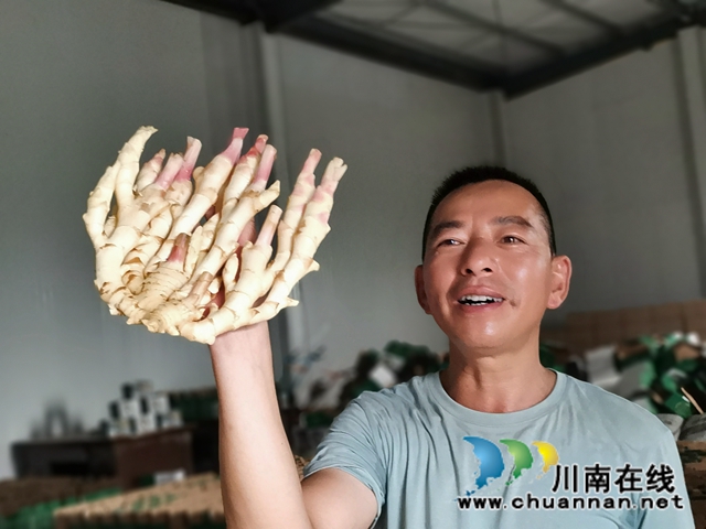 品牌+电商  泸县牛滩生姜走俏四方(图2)