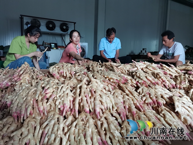 品牌+电商  泸县牛滩生姜走俏四方(图3)