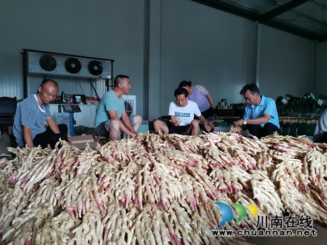 品牌+电商  泸县牛滩生姜走俏四方(图4)