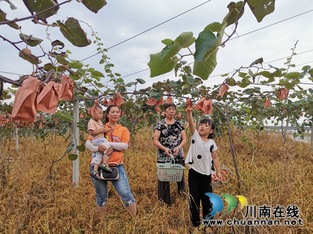 想美容要健康 泸县牛滩观斗山生态园猕猴桃飘香！