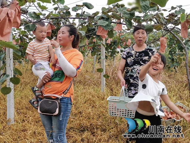 想美容要健康 泸县牛滩观斗山生态园猕猴桃飘香！(图2)