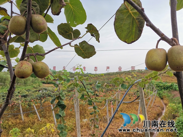 想美容要健康 泸县牛滩观斗山生态园猕猴桃飘香！(图3)