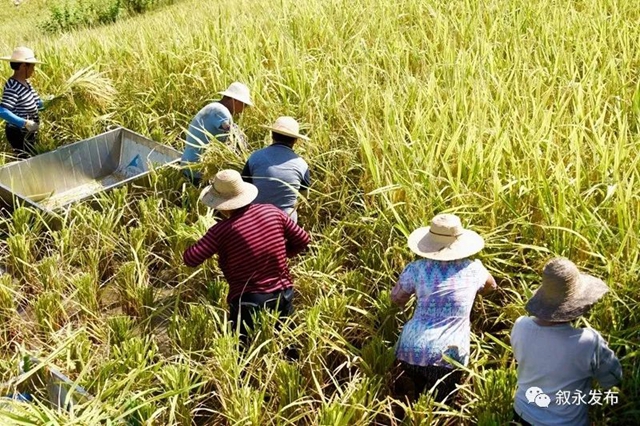 稻花香里说丰年,叙永26.3万亩稻谷收割忙(图2) 稻花香里说丰年,叙永26.3万亩稻谷收割忙(图2)