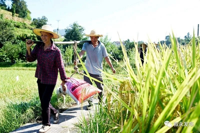 稻花香里说丰年,叙永26.3万亩稻谷收割忙(图3) 稻花香里说丰年,叙永26.3万亩稻谷收割忙(图3)