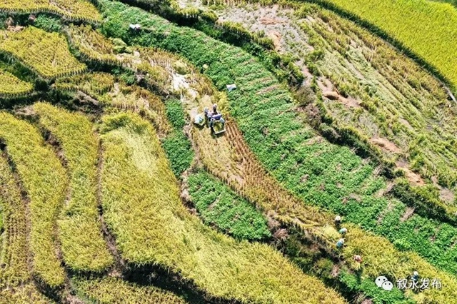 稻花香里说丰年,叙永26.3万亩稻谷收割忙(图4) 稻花香里说丰年,叙永26.3万亩稻谷收割忙(图4)