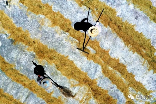 稻花香里说丰年,叙永26.3万亩稻谷收割忙(图6) 稻花香里说丰年,叙永26.3万亩稻谷收割忙(图6)