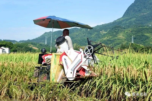 稻花香里说丰年,叙永26.3万亩稻谷收割忙(图5) 稻花香里说丰年,叙永26.3万亩稻谷收割忙(图5)