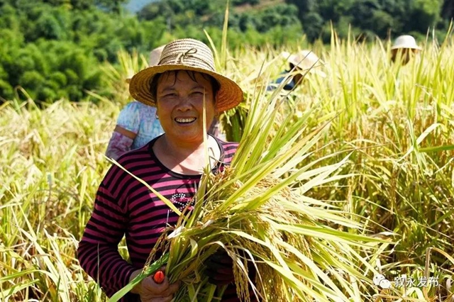 稻花香里说丰年,叙永26.3万亩稻谷收割忙(图7) 稻花香里说丰年,叙永26.3万亩稻谷收割忙(图7)