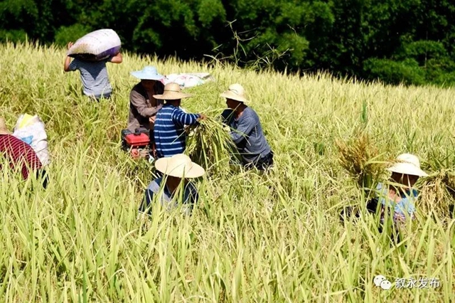 稻花香里说丰年,叙永26.3万亩稻谷收割忙(图8) 稻花香里说丰年,叙永26.3万亩稻谷收割忙(图8)
