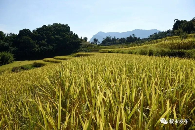 稻花香里说丰年,叙永26.3万亩稻谷收割忙(图9) 稻花香里说丰年,叙永26.3万亩稻谷收割忙(图9)