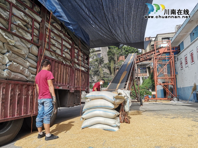泸县全力做好夏粮收储工作