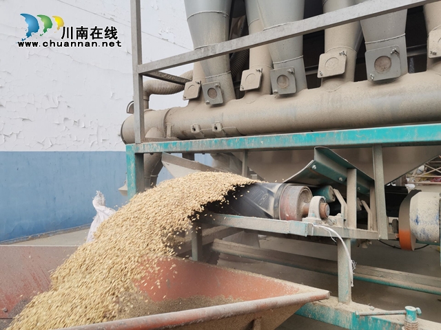 泸县全力做好夏粮收储工作(图2)