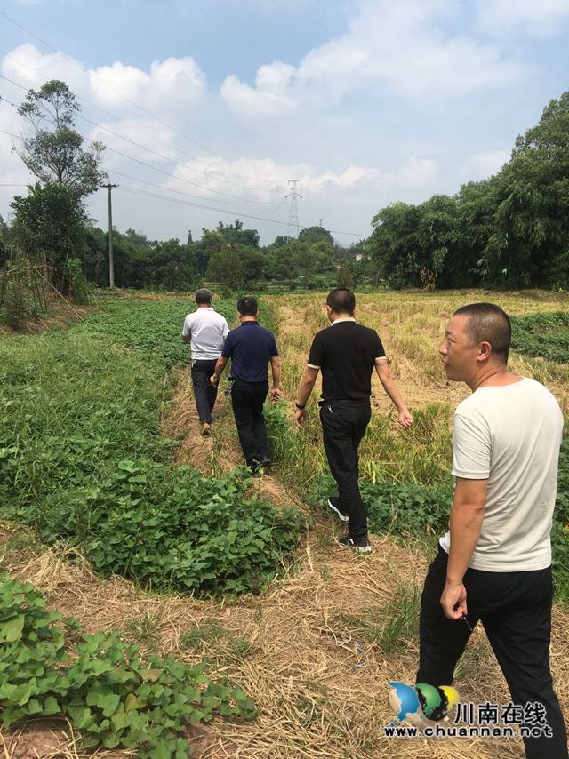 泸县云龙镇积极开展乡村振兴产业规划工作(图2)