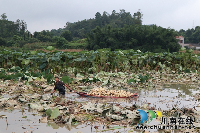 泸县云龙镇朱梅滩村：争渡，争渡，抱回“藕娃”喜丰收(图2)