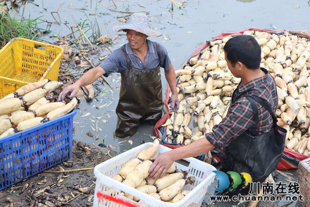 泸县云龙镇朱梅滩村：争渡，争渡，抱回“藕娃”喜丰收(图5)