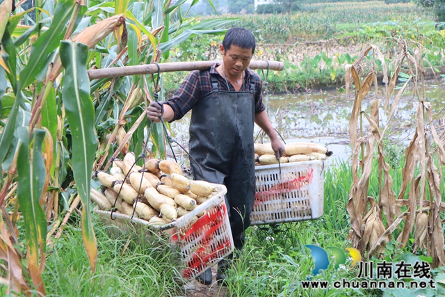 泸县云龙镇朱梅滩村：争渡，争渡，抱回“藕娃”喜丰收(图6)