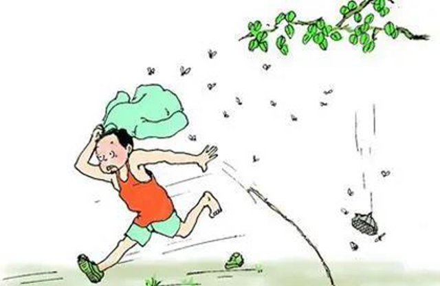 泸州：8岁男孩被马蜂蜇伤20多处，多器官功能损伤